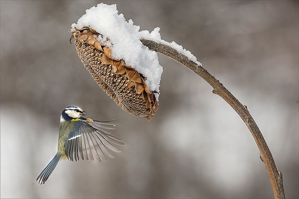 CINCIA IN VOLO.jpg